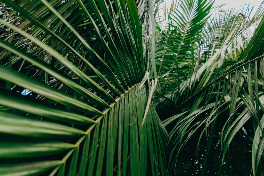 Capture of vibrant palm leaves in a tropical setting, showcasing natural greenery.